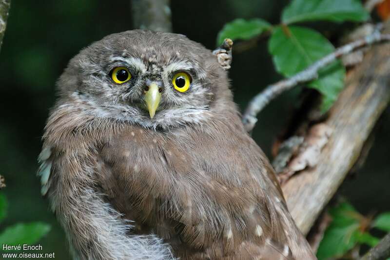 Eurasian Pygmy Owljuvenile, close-up portrait