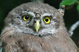 Eurasian Pygmy Owl