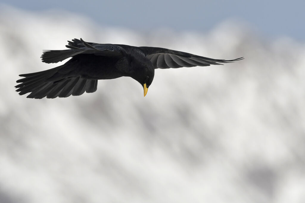 Alpine Choughadult, Flight