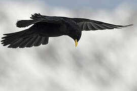 Alpine Chough