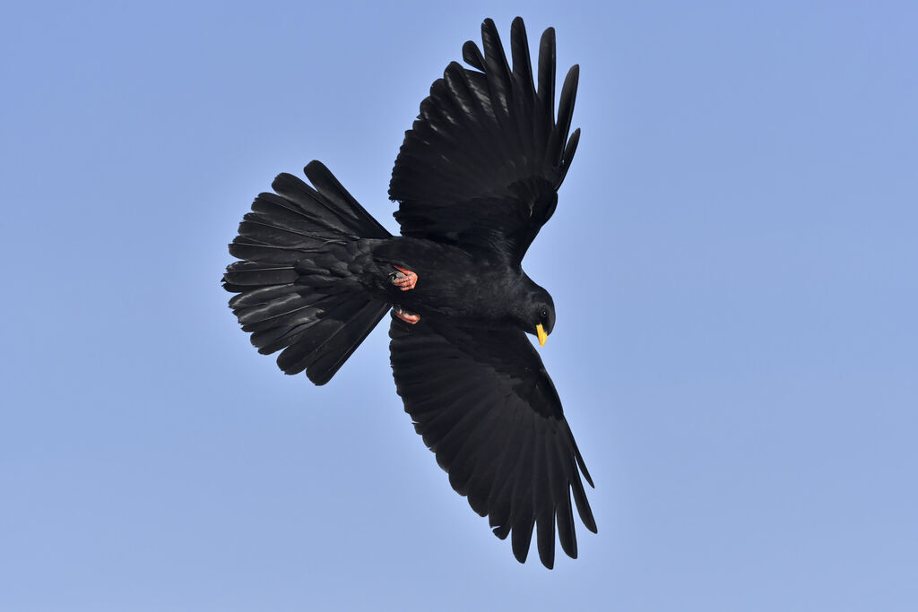 Alpine Choughadult, Flight