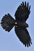 Alpine Chough