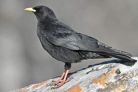 Alpine Chough