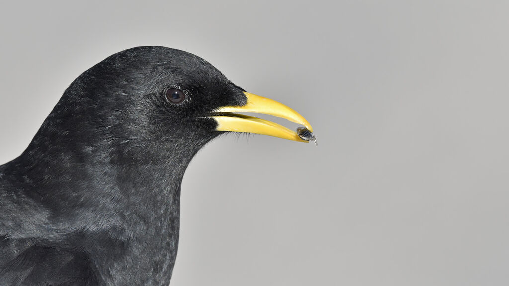 Alpine Choughadult, close-up portrait