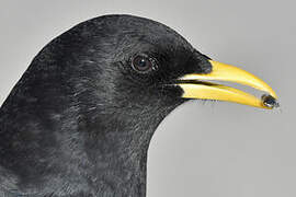 Alpine Chough