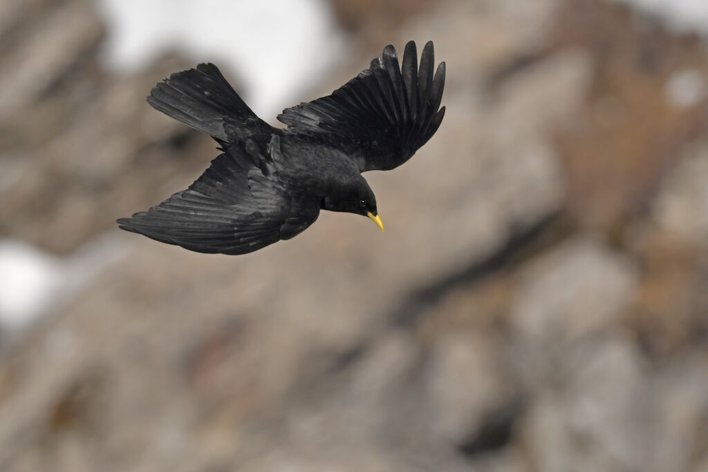 Alpine Choughadult, Flight