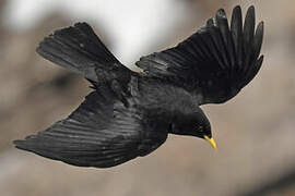 Alpine Chough