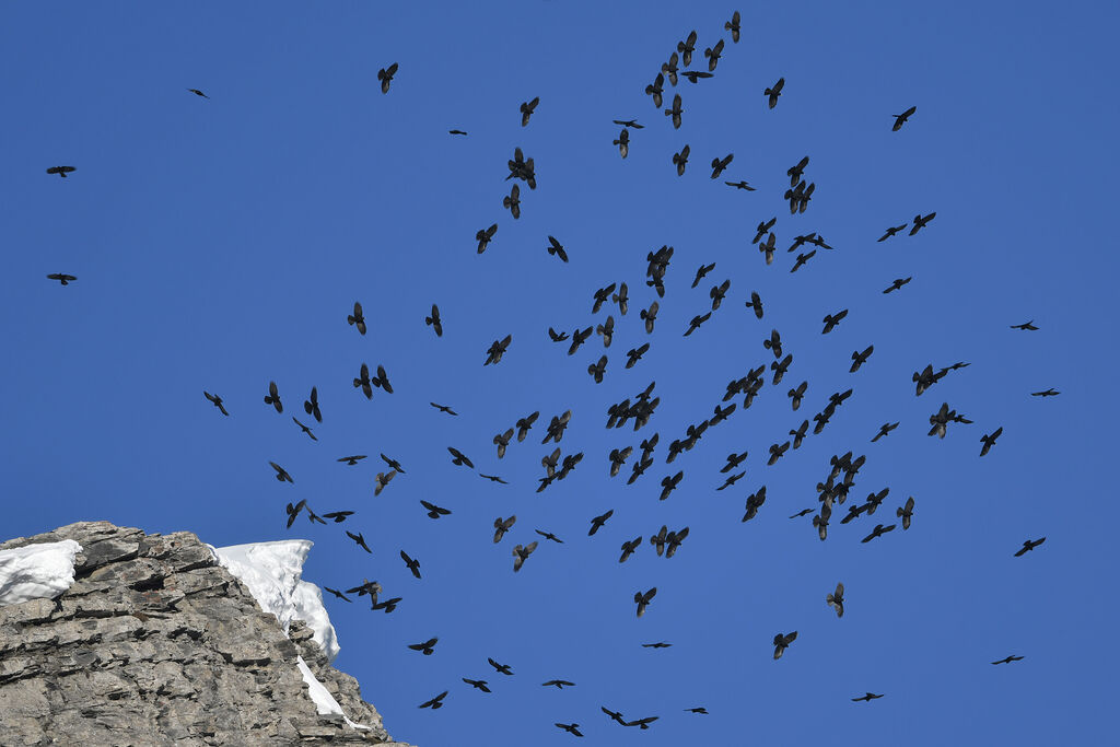 Alpine Chough, habitat