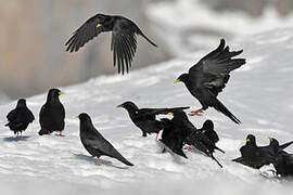 Alpine Chough