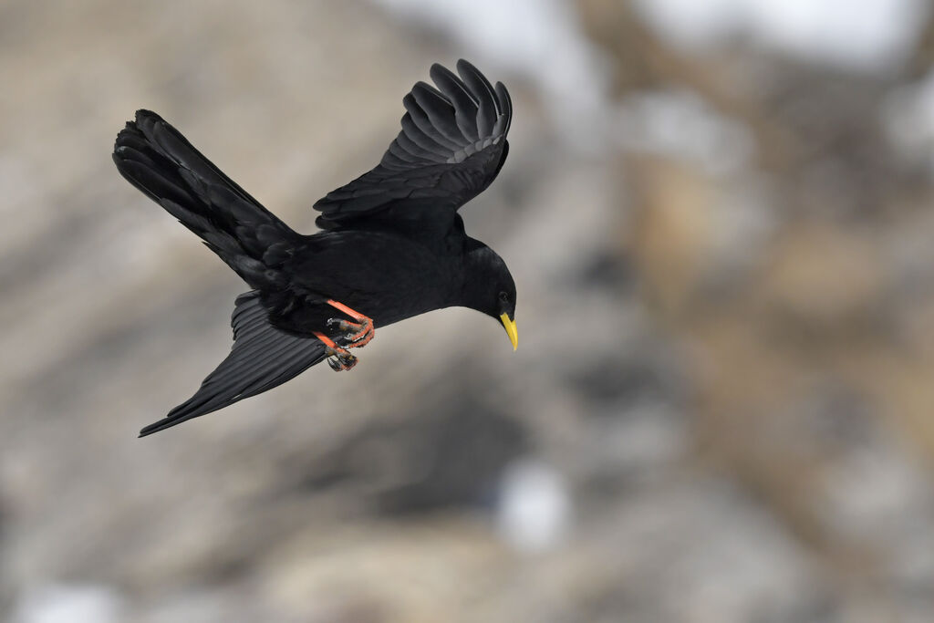 Alpine Choughadult, Flight