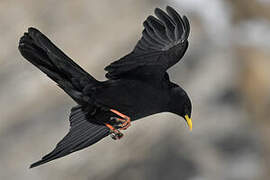 Alpine Chough