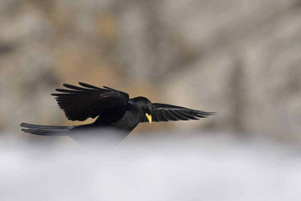 Alpine Choughadult, Flight