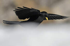 Alpine Chough