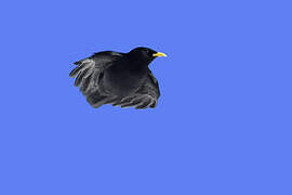 Alpine Chough