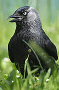 Western Jackdaw