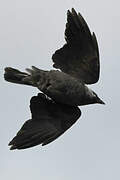 Western Jackdaw