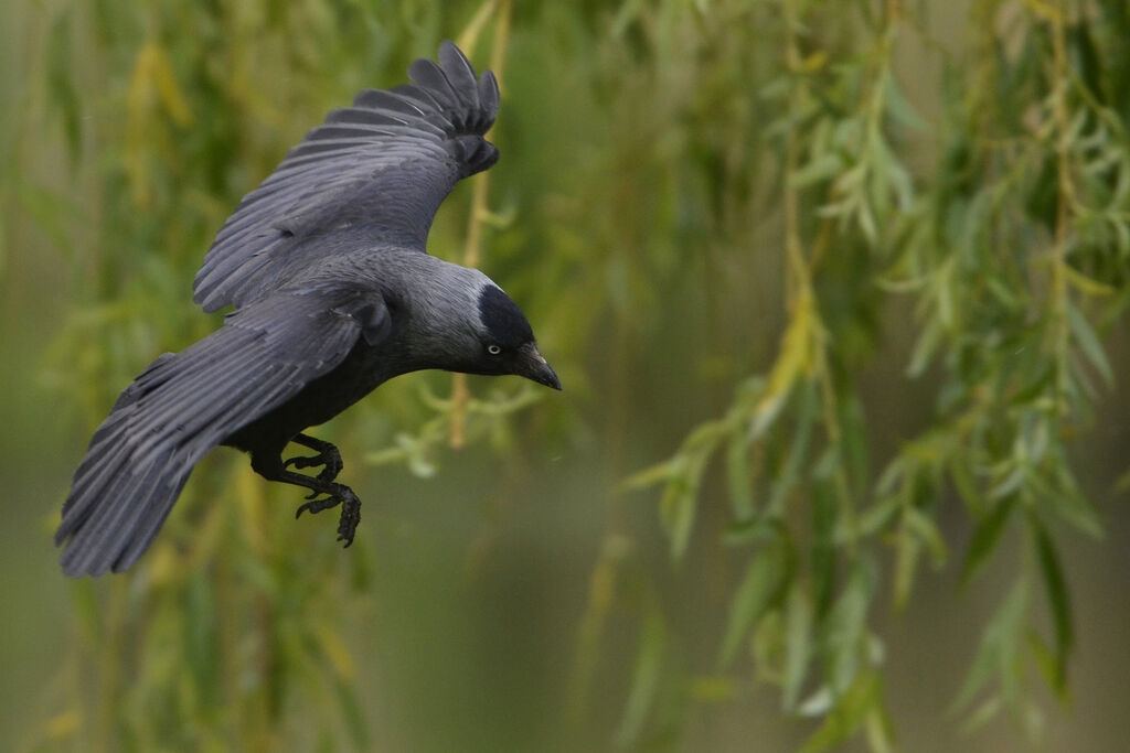 Western Jackdawadult, Flight