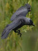 Western Jackdaw