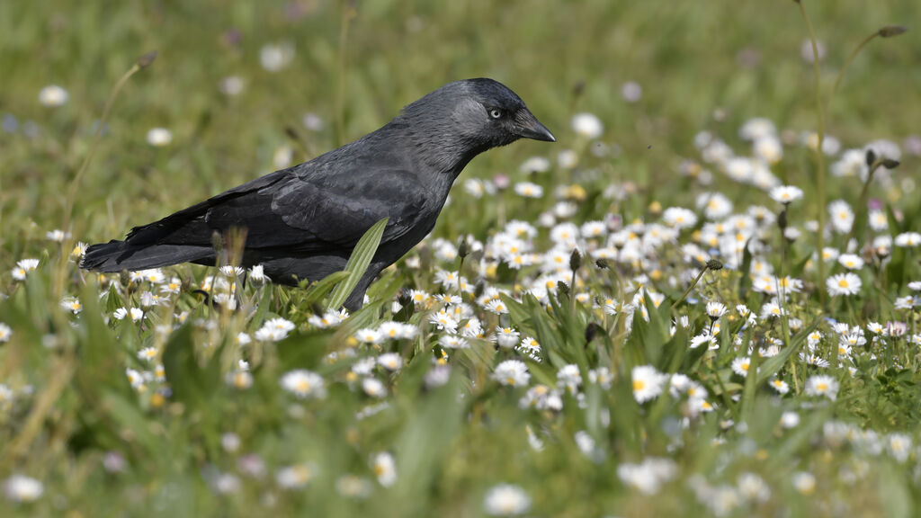 Western Jackdawadult, identification