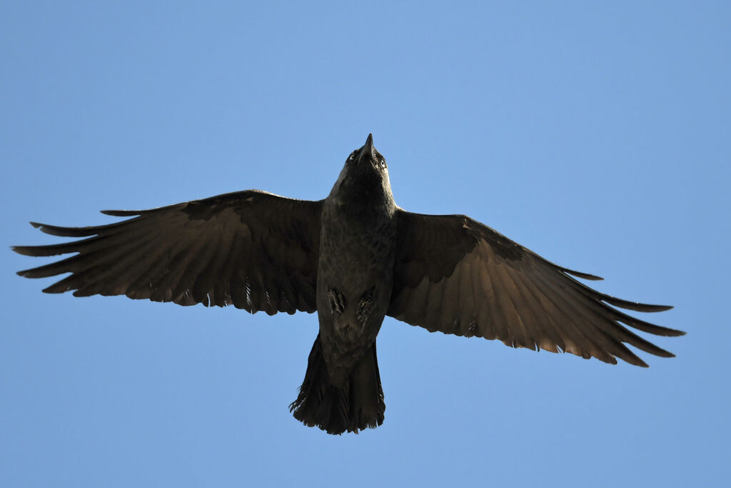 Western Jackdawadult, Flight