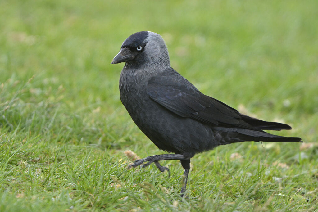 Western Jackdaw, identification