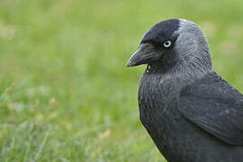 Western Jackdaw