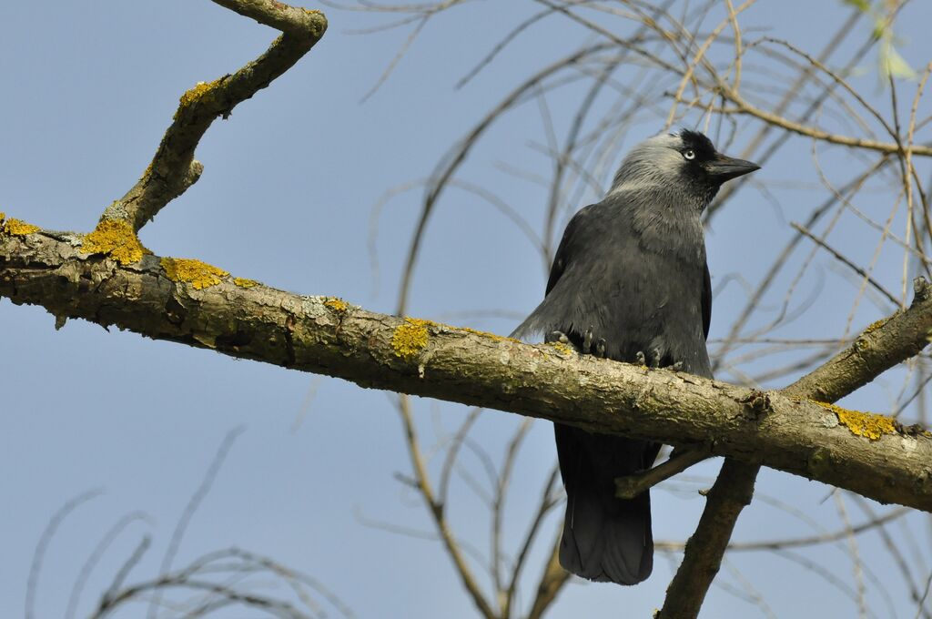 Choucas des tours, identification