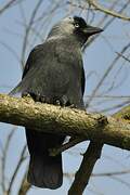 Western Jackdaw