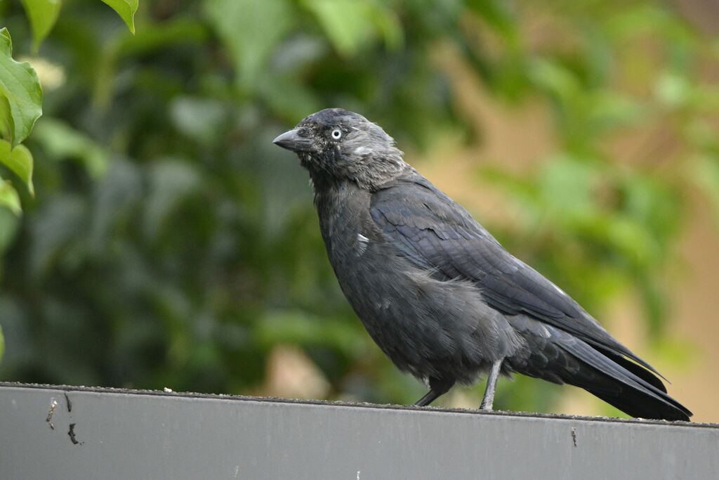 Western Jackdaw, identification