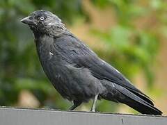 Western Jackdaw