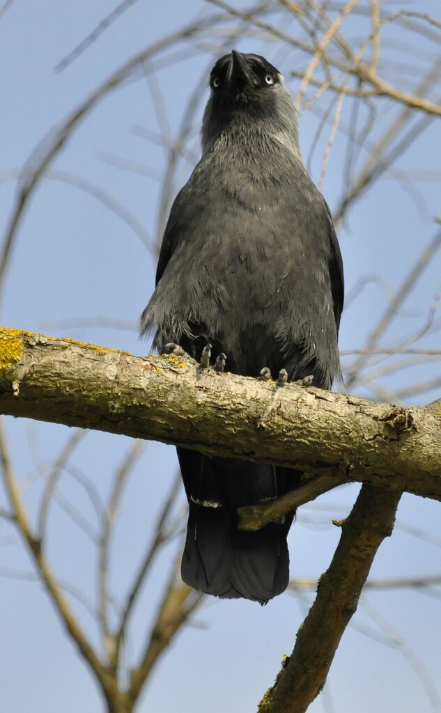 Western Jackdaw, identification