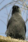 Western Jackdaw