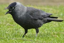 Western Jackdaw