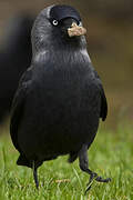 Western Jackdaw