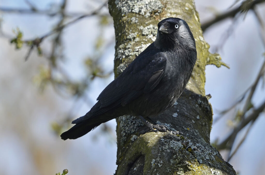 Western Jackdawadult, identification