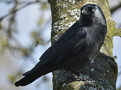 Western Jackdaw