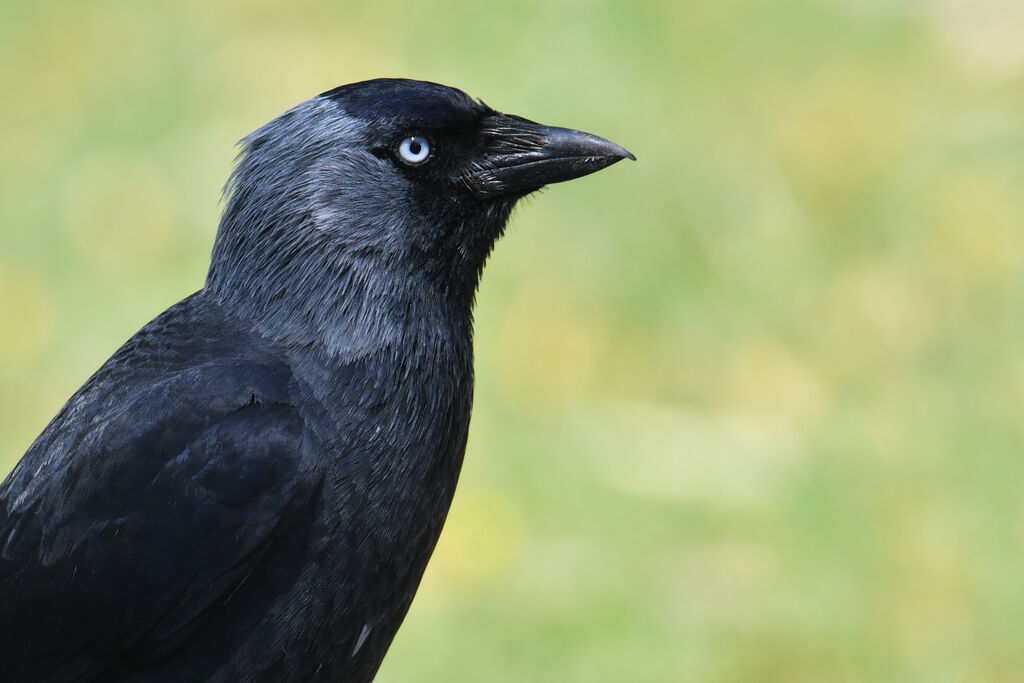 Western Jackdawadult, close-up portrait