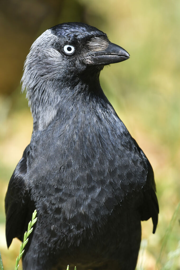 Western Jackdawadult, close-up portrait