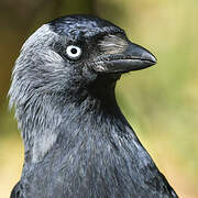 Western Jackdaw