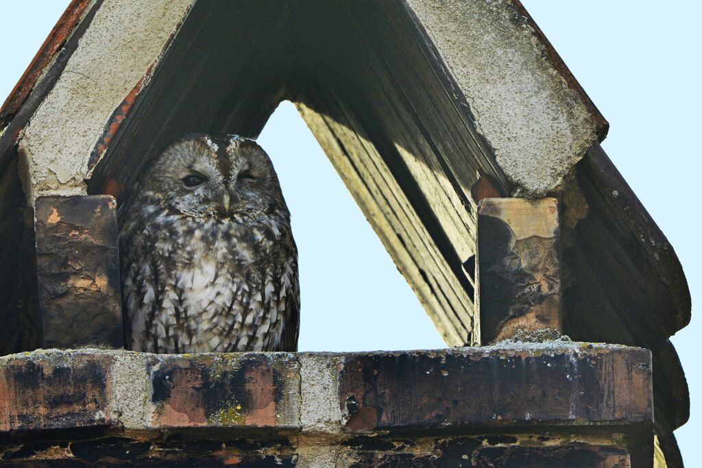 Tawny Owl