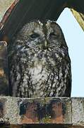 Tawny Owl