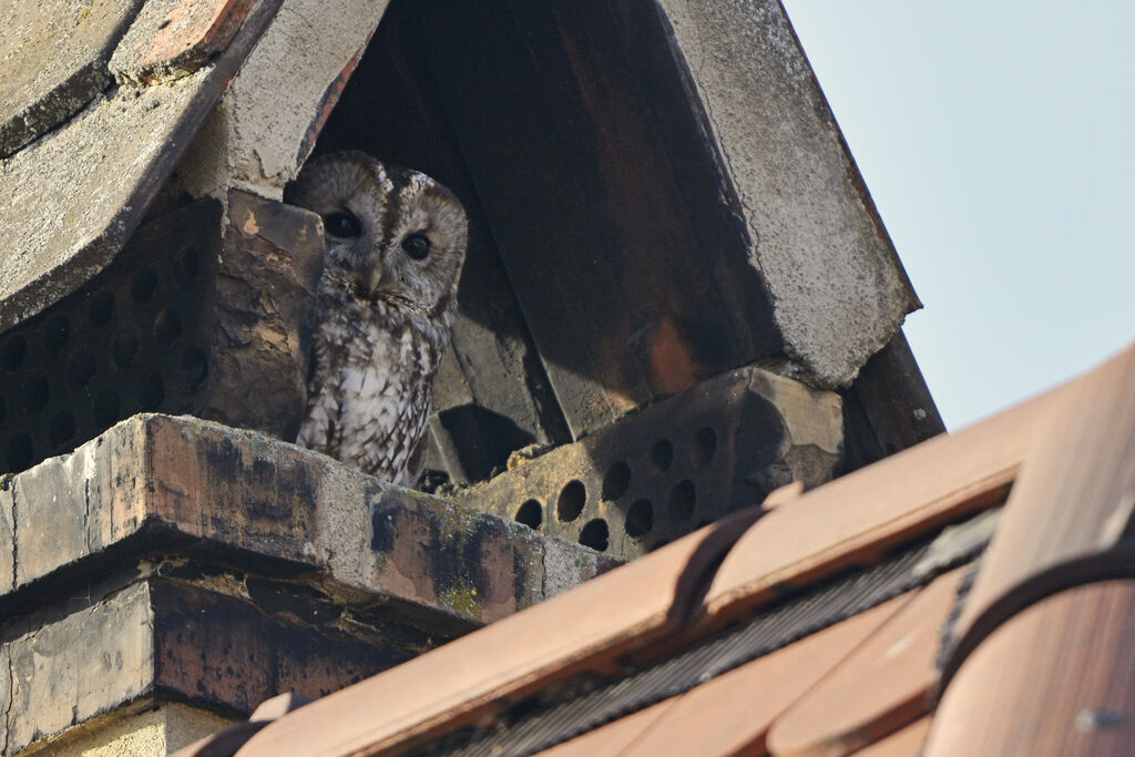 Tawny Owl