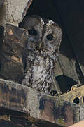 Tawny Owl