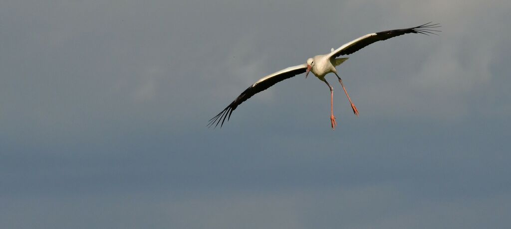 White Stork, Flight