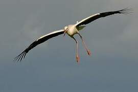 White Stork