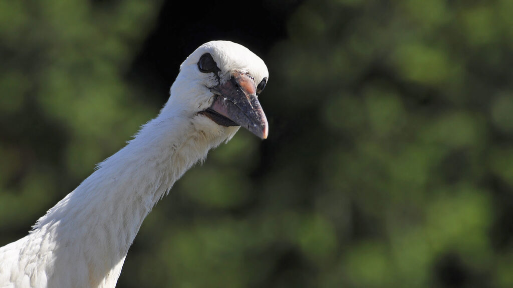 Cigogne blanche