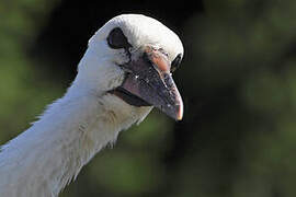 Cigogne blanche