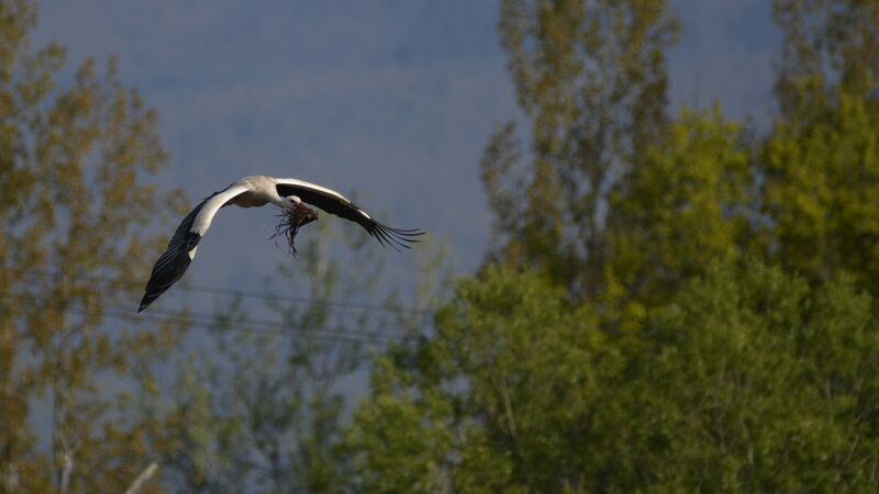 White Stork, Reproduction-nesting