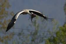 Cigogne blanche