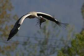 White Stork